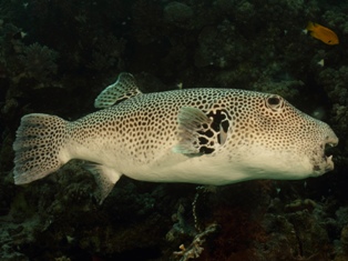 Arothron Stellatus